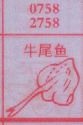 牛尾鱼