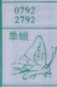 单蛾
