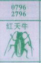 红天牛