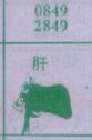 肝