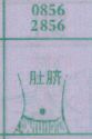 肚脐