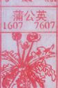 蒲公英