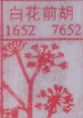 白花前胡