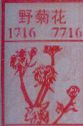 野菊花
