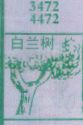 白兰树