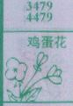 鸡蛋花