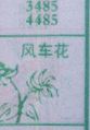 风车花