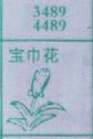 宝巾花