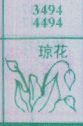 琼花
