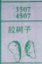 胶树子