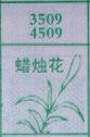 蜡烛花