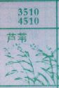 芦苇