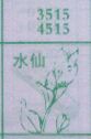 水仙