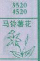 马铃薯花