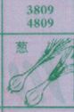 葱