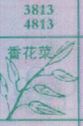 香花菜