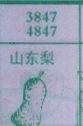 山东梨