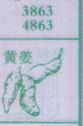 黄姜