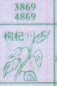 枸杞