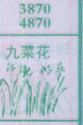 韭菜花