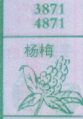 杨梅