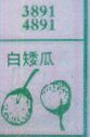 白矮瓜