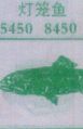 灯笼鱼