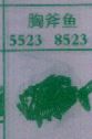 胸斧鱼