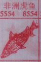 非洲虎鱼