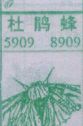 杜鹃蜂